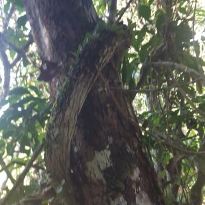 Banisteriopsis Caapi - The Vine of the Soul