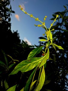 chakruna amazonian medicine