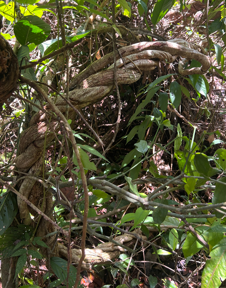 Ayahuasca Vine Costa Rica, Peru
